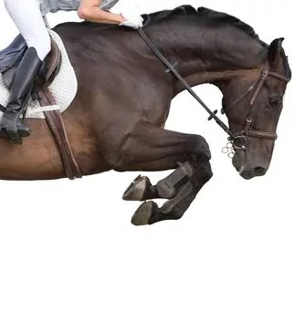 |Saddle Pad, Boots & Blankets| for Practice & Professional Riding